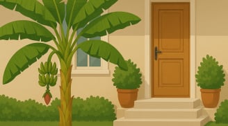 Phong thủy vườn nhà: Tránh 4 loại cây này để tăng vượng khí và tài lộc