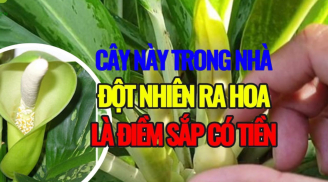 Hoa Khai Phú Quý: Nhà có 5 loại hoa nở hoa là 'nảy lộc', Tiền Tài kéo về
