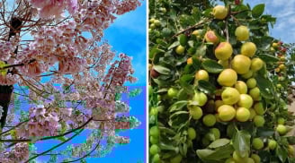 Người xưa dặn: '5 cây cảnh trong nhà, con cháu không phải lo chuyện tiền bạc': Nhà bạn có không?