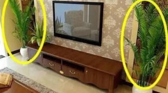Nhất định phải đặt cây cảnh ở những vị trí này trong nhà, người giàu nhìn thoáng qua là hiểu