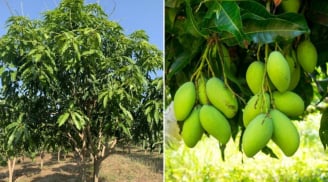 Có nên trồng cây xoài trước nhà không?