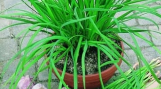 Loại rau cực bổ hơn cả thịt, tốt hơn thuốc, mọc như cỏ dại nhưng ít ai ngờ tới