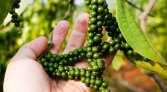 Loại nông sản xuất khẩu sang Mỹ thu hơn 10.000 tỷ/năm: Vị thuốc quý bị người Việt lãng quên