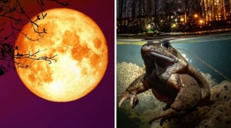 Tổ Tiên nói rằng: ‘Đêm Trăng Rằm đừng ăn Ếch Trông Trăng', ếch trông trăng là gì?