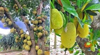 Vì sao người xưa khuyên không được trồng cây mít trước nhà?