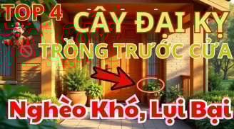 3 không đắt trước nhà, 4 không trồng trong vườn: Đó là gì?