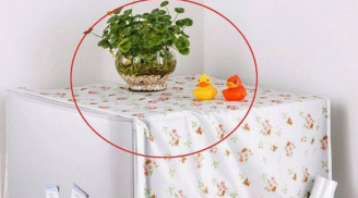 3 vật tuyệt đối không đặt trên nóc tủ lạnh, tổ tiên cảnh báo: Tiền bạc đội nón ra đi, gia đạo lụi bại