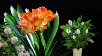 Gợi ý 6 loài cây ưa bóng, hoa nở rực rỡ, nhà chật thiếu nắng cũng thưởng hoa quanh năm