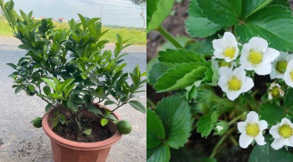 Nhà chật cũng vẫn trồng được 4 loại cây này, vừa có quả ăn vừa tốt phong thủy Thu Tài Hút Lộc