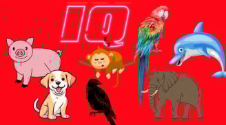 Top 13 loài động vật thông minh nhất, bất ngờ với vị trí của Lợn - loài mà chúng ta hay nói là ngu