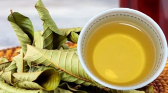 Uống nước lá ổi, cơ thể nhận được 6 lợi ích tuyệt vời này