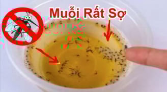 Muỗi sợ nhất 1 bát nước: Khuấy lên rồi đặt góc nhà, muỗi bay đi hết, yên tâm mà ngủ