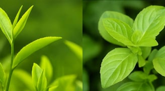 5 loại lá rẻ tiền dễ kiếm lại là mẹo vàng trị rụng tóc, gội đầu xong tóc mượt, tóc con mọc tua tủa