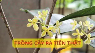 Cây này quý như vàng, trồng trước nhà Đón Quý Nhân Rước Tài Lộc, hợp cả 5 mệnh giàu nghèo đều nên trồng