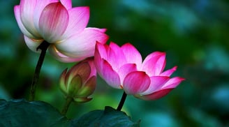 Người có thứ này thì không bao giờ cần đi xem phong thủy, cả đời vẫn giàu: Đó là thứ gì?