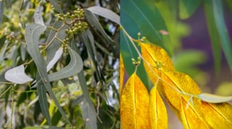 Sự thật kỳ lạ cây này hút vàng từ sâu lòng đất và giữ trong lá, Việt Nam cũng có rất nhiều