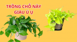 Trồng cây Trầu Bà Thu Hút Tài Lộc nhưng cần tránh 4 vị trí này kẻo Hao Tài Tốn Của, khó làm giàu