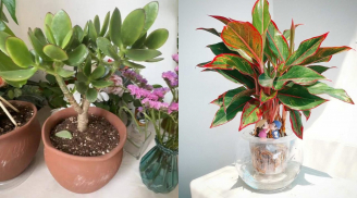 6 loại cây cảnh 'chiêu tài trấn trạch': Trồng 1 chậu hưởng lộc 3 đời, tiền vô như nước, gia đạo an yên