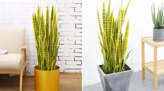 Cây Lưỡi Hổ hút tài lộc: Trồng ở vị trí này để trấn trạch, cầu tiền tài vô biên