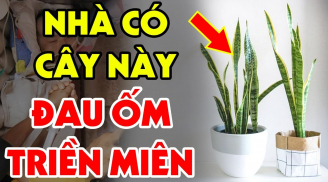 Trồng cây Lưỡi Hổ trong nhà hợp phong thủy nhưng có 2 tuổi rất kỵ, lỡ trồng tiền của trôi sông