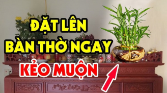 4 loại cây đặt lên bàn thờ Tổ Tiên Ưng Bụng: Gia chủ sớm muộn cũng phát tài