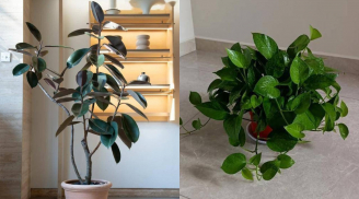 5 loại cây 'trấn trạch' cực tốt: Trồng một chậu trong nhà, người vượng, nhà vượng, tài lộc dồi dào
