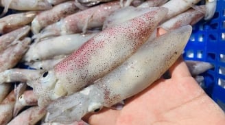 Cách chọn mực tươi ngon: Nắm lấy để dùng khi cần tới
