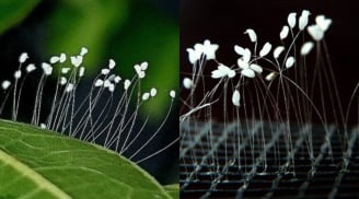 Sự thật bất ngờ về loài hoa 3000 năm mới nở, thấy hoa nở là Phúc Lộc Tới, May Mắn Tràn Về?