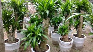 Ý nghĩa phong thuỷ và lợi ích sức khoẻ của cây thiết mộc lan mà ít người biết