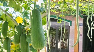 4 loại quả 'bổ như sâm”, không thuốc trừ sâu: Giá rẻ bèo có đầy ngoài chợ