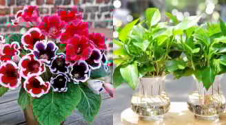 Trồng cây gì để con học giỏi, thi cử đỗ đạt? Đây là 5 loại cây phong thủy cha mẹ nên biết