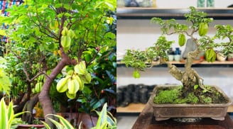 Trồng cây khế chua có ảnh hưởng tới Phong Thủy Tài Lộc không?