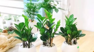 3 mẹo trồng cây kim tiền luôn xanh tốt, ra hoa đúng dịp đón tài lộc vào nhà