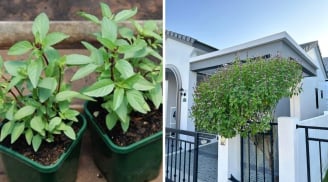 Loại rau gia vị giúp ngừa ung thư lên đời thành cây cảnh phong thuỷ: Xua đuổi tà khí, thu hút tài lộc