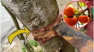 Nghèo mấy cũng không nên chặt bỏ 3 loại cây này: Cây càng xanh con cháu càng hưng thịnh, đời đời giàu có