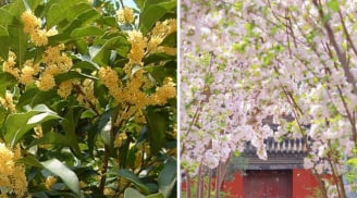3 loại cây cảnh trồng trong sân nhà tài lộc vượng phát, quý nhân ghé thăm: Nhà bạn có 1 cây là phúc lớn
