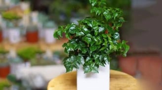 4 loại cây nên đặt ở phòng khách: 10 nhà trồng thì 9 nhà phát tài, giàu có bất ngờ