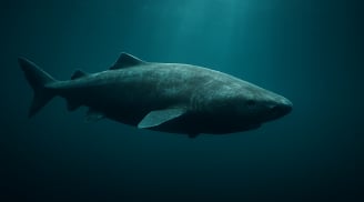 Cá mập Greenland – Bí ẩn của đại dương: Loài động vật cổ đại sống thọ tới 500 năm khiến khoa học sửng sốt