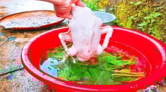 Vò nắm lá này rồi thả vào chậu nước, vặt lông vịt nhanh như chảo chớp, không dính một cọng lông măng
