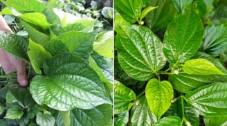 5 bài thuốc tốt từ lá lốt - loại dược liệu quý có sẵn trong vườn