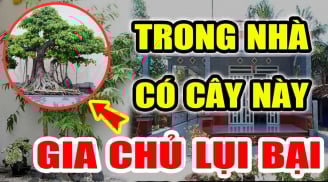5 cây âm Chặn Đứng Tài Lộc: Cây mọc lâu năm càng đẩy lộc ra, người lẫn của khốn khó