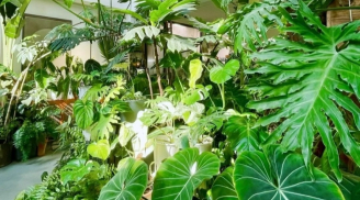 Cây cảnh trong nhà, lá càng to, lộc càng vượng, gia đình làm ăn phát đạt, viên mãn