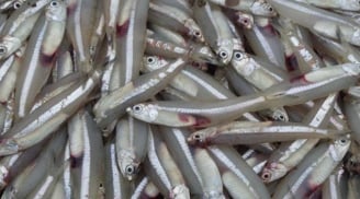Đi chợ thấy 7 loại cá này cần mua ngay: Bổ ngang nhân sâm, tổ yến, giá rẻ lại không tăng trọng