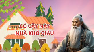 Người xưa dạy: 5 cây cảnh đẹp, có thích cũng không trồng trước nhà, cây tốt thì người suy. Là cây gì?