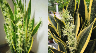 5 mẹo trồng cây lưỡi hổ ra hoa, lá xanh mướt