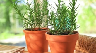 5 cây cảnh phong thủy có khả năng chữa lành 'cực đỉnh'