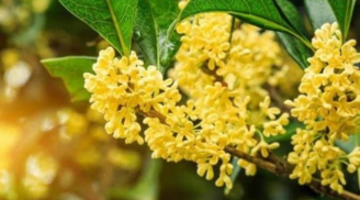 5 loại cây phong thủy giúp hút tiền tài, nhà giàu nào cũng trồng trong sân