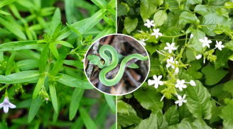 6 loại cây trồng thu hút rắn vào nhà