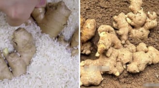 Gừng để lâu hay bị teo, thối, mọc mầm: Bảo quản theo cách này để cả nửa năm vẫn tươi nguyên