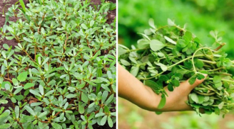 Loại rau mọc dại đầy vườn ăn bổ ngang nhân sâm, giải nhiệt mùa hè cực tốt: Được dân thành thị săn lùng mua